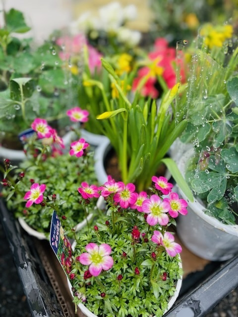 あい菜市の様子